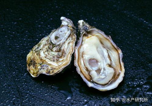 蚝精品,品味海洋之珍，探寻海鲜新境界