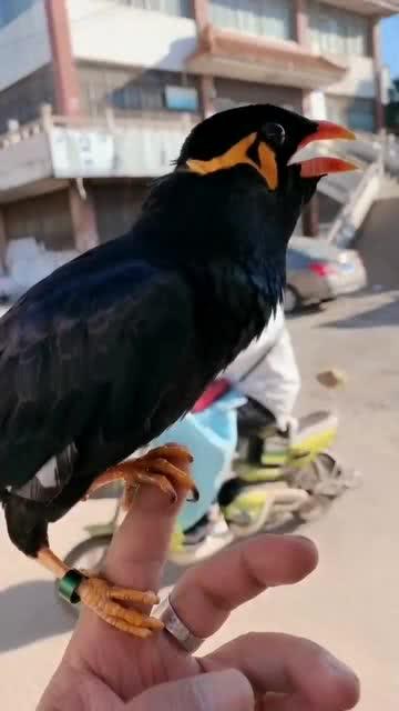 精品鹩哥,探寻鸟类中的歌唱天才