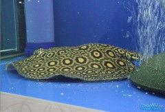 亚色精品,探寻东方美学与时尚交融的璀璨瑰宝