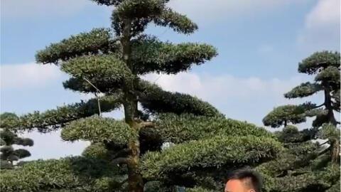 罗汉松精品,千年古树，自然艺术之瑰宝