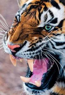 骑虎精品在线,探索无限可能，开启数字生活新篇章