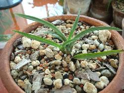 精品种,解锁美食与健康的无限可能