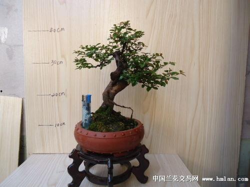 精品雀梅,传统工艺与现代审美的完美融合